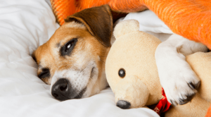 a dog in bed with a stuffed animal
