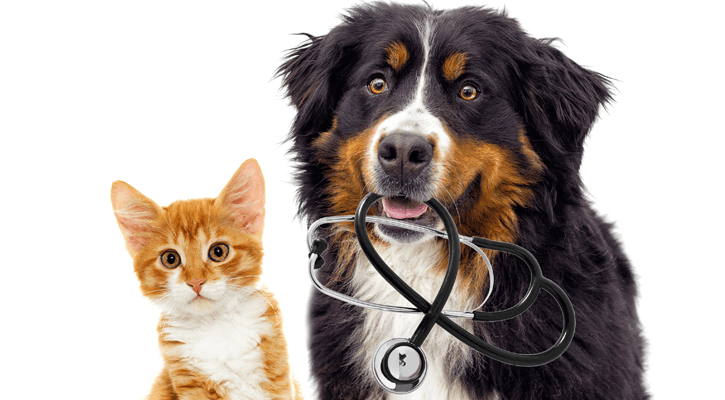dog and cat with a sythesescope