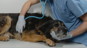 dog getting a checkup