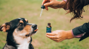 dog receiving medicine outside