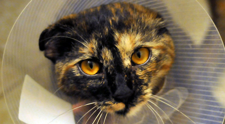 close up with a cat with a cone