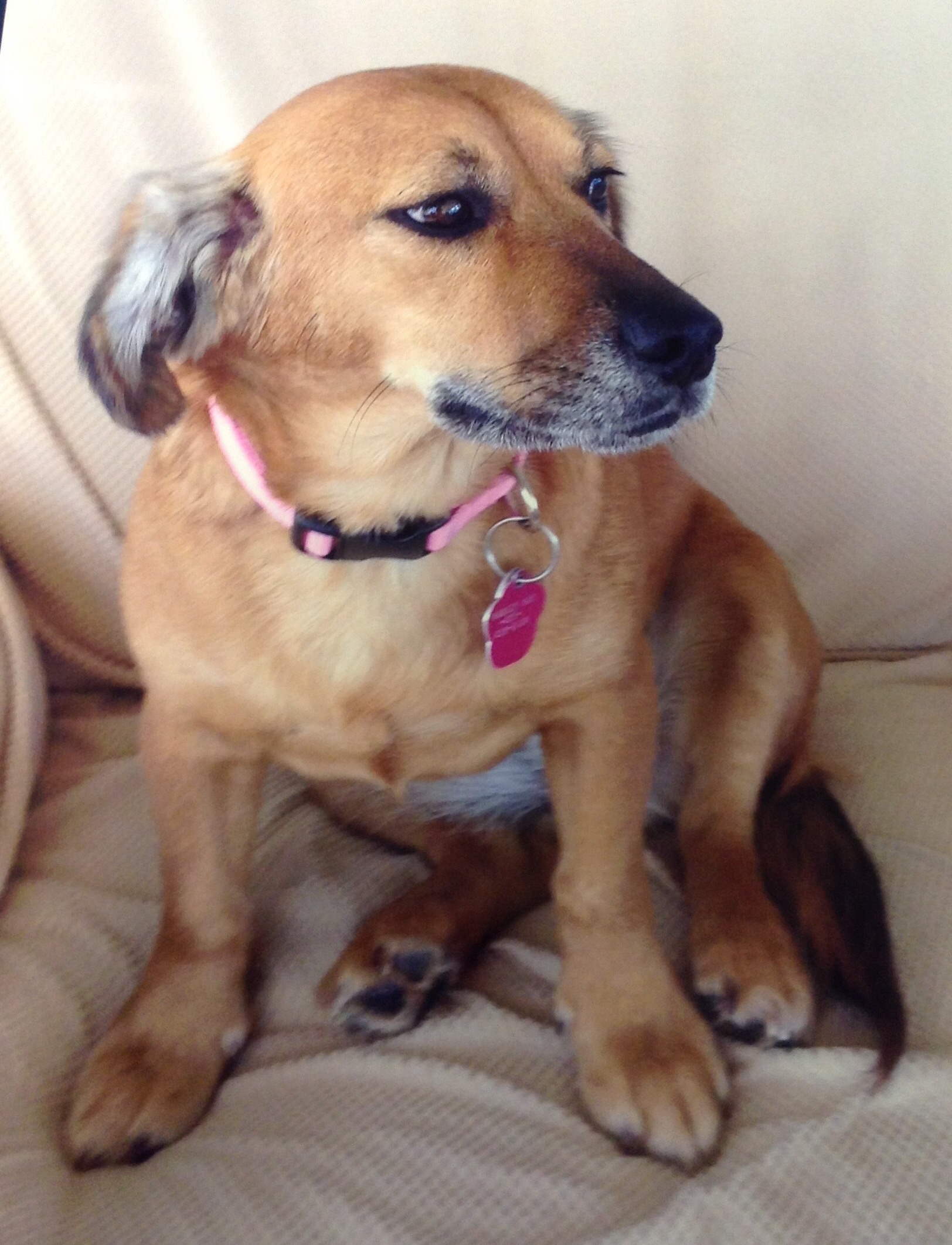 Tan dog with pink collar sitting on couch